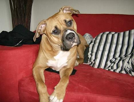 Blanding af racer Lola - Hvad laver du? billede 8