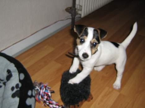 Jack russell terrier Mille - mit ynglings legetøj billede 1