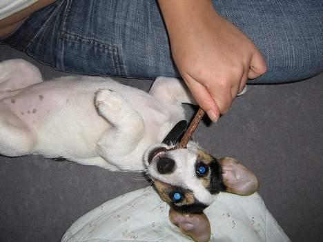 Jack russell terrier Mille - i min fritid er jeg en flagermus billede 2