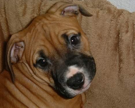 Blanding af racer Lola - 15 uger sikke meget hud jeg har.. billede 9