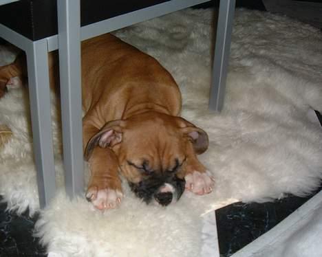 Blanding af racer Lola - Jeg er så kær når jeg putter.. billede 10