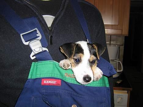 Jack russell terrier Mille - her hænger jeg tit ud billede 3