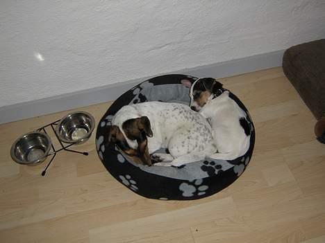 Jack russell terrier Mille - mig og min bedste ven Molly billede 4