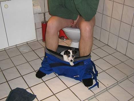 Jack russell terrier Mille - jeg skal da med på wc :-) billede 5