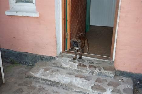 Boxer Astro - "Her bor jeg - kom inden for" billede 11