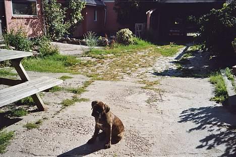 Boxer Astro - "Hva er det du laver mor?!" billede 12