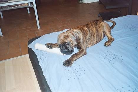 Boxer Astro - "Yes, den kan jeg banke" billede 13