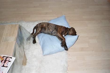 Boxer Astro - ...og så en lille morfar på puden! billede 14