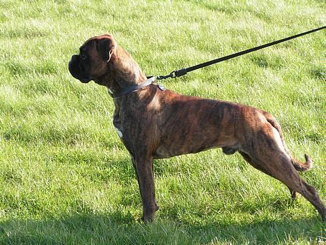 Boxer Astro - "Er jeg bare lidt for lækker eller hva?" billede 15