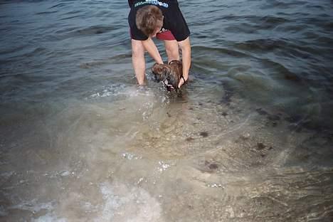 Boxer Astro - Astro i vandet for 1. gang, er bstemt ikke nogen vandhund:-) billede 16