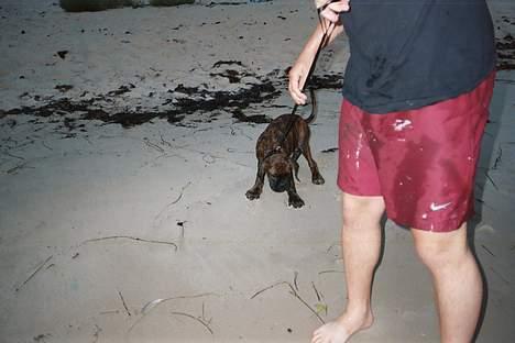 Boxer Astro - "Jeg VIL ikke bade mere, far!!" billede 17