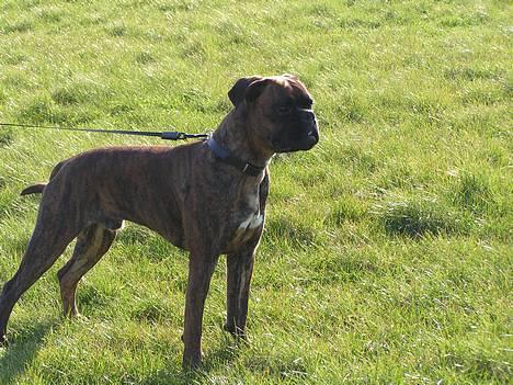 Boxer Astro - Lækker fyr!! billede 18