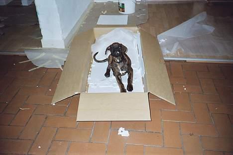 Boxer Astro - "Ha-ha-ha-ha- haa, se hva jeg kaaan!!" billede 19