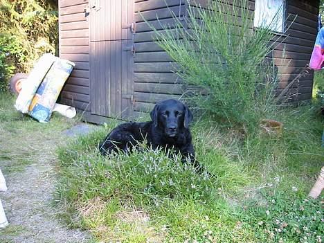 Labrador retriever Luna 1993 - 2006 - PrimaDonna.. Jeg holder mig da meget godt af en 98 årig, ik´? billede 1