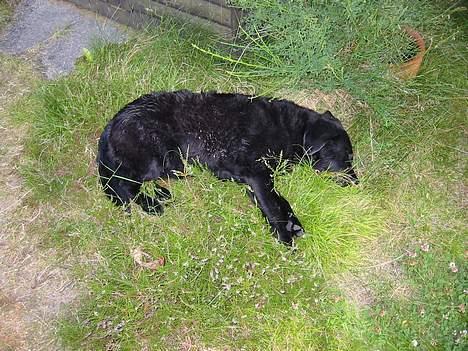 Labrador retriever Luna 1993 - 2006 - En seng af lyng er bare lykken efter en svømmetur billede 3