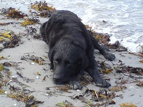 Labrador retriever Luna 1993 - 2006 - Når man er 14år må man gerne lige tage en slapper efter en svømmetur billede 4