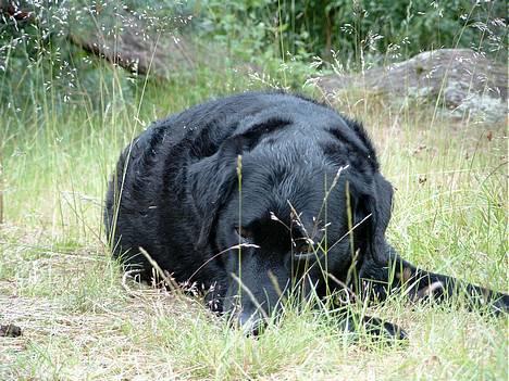 Labrador retriever Luna 1993 - 2006 billede 8