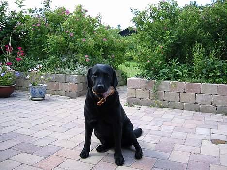 Labrador retriever Luna 1993 - 2006 billede 10