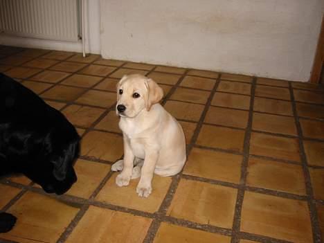 Labrador retriever Maggie (død 2013) - Maggie som hvalp billede 17