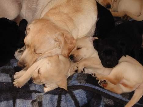 Labrador retriever Maggie (død 2013) billede 18