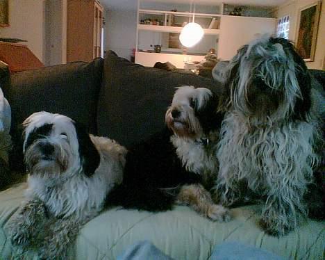 Tibetansk terrier Pumpa (Død d. 01/02-07) - Alle mine hunde billede 11