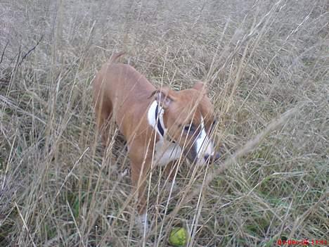 Amerikansk staffordshire terrier Sexy billede 6