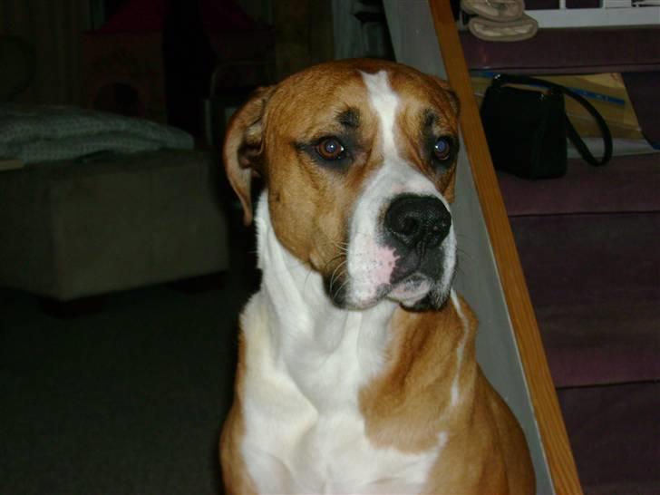 Blanding af racer Amerikansk -bulldog Zimba - smukke dreng.. billede 1