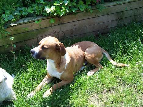 Blanding af racer Amerikansk -bulldog Zimba - zimba slapper af billede 2