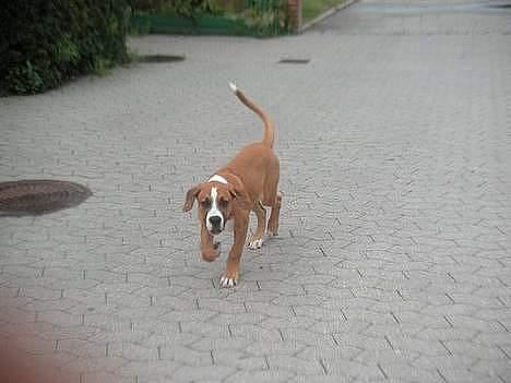 Blanding af racer Amerikansk -bulldog Zimba - mig som lille billede 3