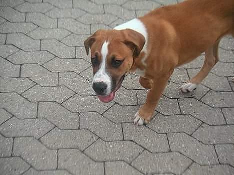 Blanding af racer Amerikansk -bulldog Zimba - lige da jeg var flyttet til mit nye hjem billede 4