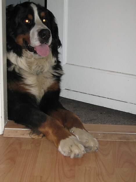 Berner sennenhund kenzo - hej .. kigger lige ind... billede 8