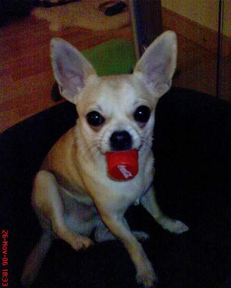 Chihuahua Oliver - MUMS! Cola låg! billede 19