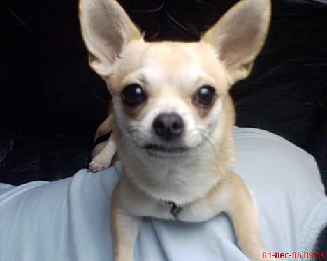 Chihuahua Oliver - Jeg har da ikke store øre, vel? billede 20