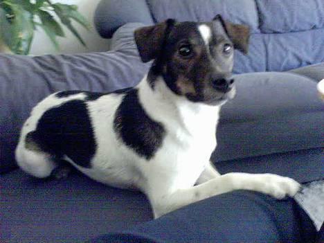 Dansk svensk gaardhund Lapsa *Vi savner Charli´* billede 16
