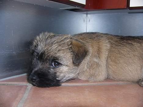 Cairn terrier Frida (r.i.p) - hej jeg er lidt genert for jeg er lige flyttet ind i går så der er meget nyt billede 1