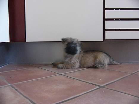 Cairn terrier Frida (r.i.p) - hvad hørte du også noget ? billede 2