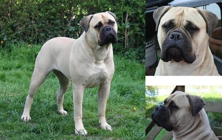 Bullmastiff Bullsaints Aurea The Gent - Bullsaints`Aurea the Gentle billede 1