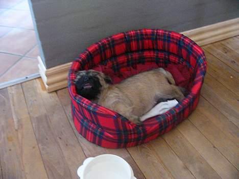 Cairn terrier Frida (r.i.p) - det er faktisk ligt hårdt at være ny i familien  når der er 4 børn i skole alderen der gerne vil lege så jeg tager lige en ordentlig skraber billede 4