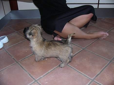 Cairn terrier Frida (r.i.p) - hvad er det ? billede 5