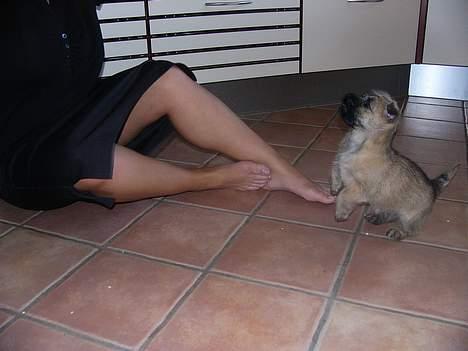 Cairn terrier Frida (r.i.p) - jeg ken ikke nå men måske hvis jeg strækker mig . uuuuaaaaahhhh!!!!!!!!!! overbalance billede 6