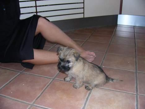 Cairn terrier Frida (r.i.p) - phy søs jeg faldt jo lige bag over og gokkede hoved i gulvet avs !!!! og du griner bare af mig c",) billede 7