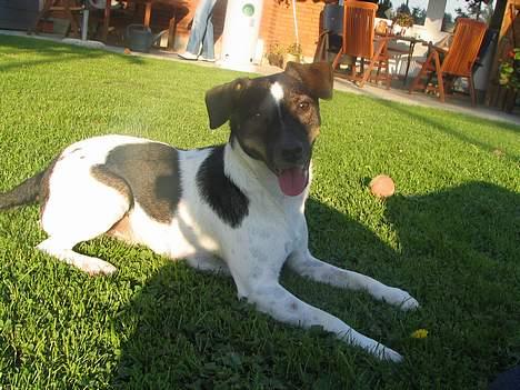 Dansk svensk gaardhund Lapsa *Vi savner Charli´* billede 17