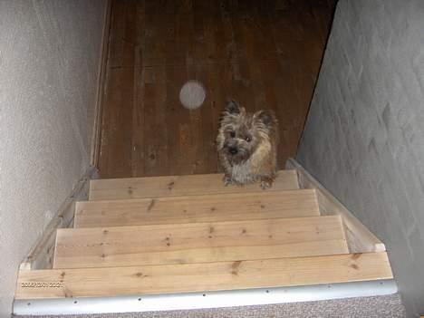 Cairn terrier Frida (r.i.p) - mon der er nogen der opdager det hvis jeg lige smutter op i stuen og leger med lego ? billede 9