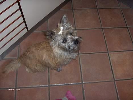 Cairn terrier Frida (r.i.p) - du får et billed og så tager jeg den alstå af søs !!  billede 10