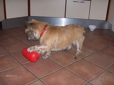 Cairn terrier Frida (r.i.p) - det er mors sidste påfund med min mad billede 11