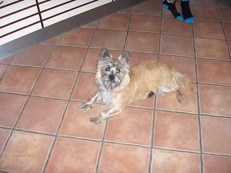 Cairn terrier Frida (r.i.p) - sååå lækker  billede 13