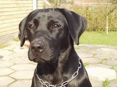 Labrador retriever (formel 1) Zenta billede 2