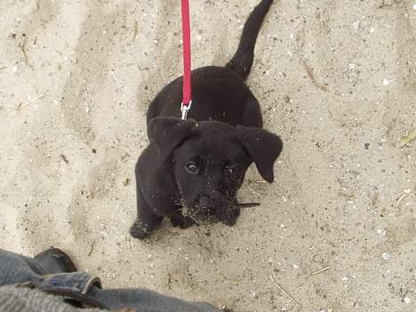 Labrador retriever (formel 1) Zenta - første tur til stranden, kun 9 uger gammel billede 3