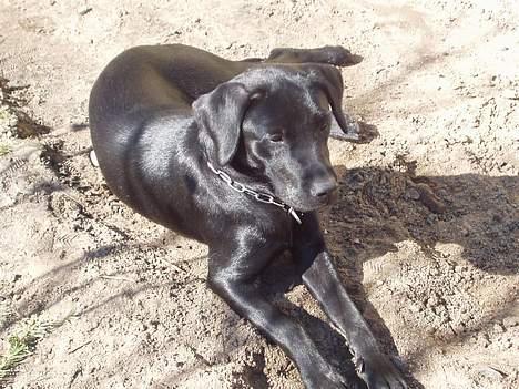 Labrador retriever (formel 1) Zenta billede 6