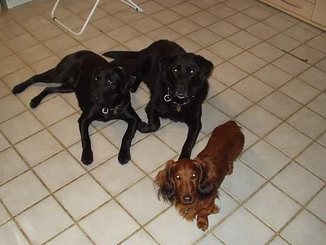 Labrador retriever (formel 1) Zenta - zenta og hendes bedste venner rico og miki (mine forældres hunde) billede 9